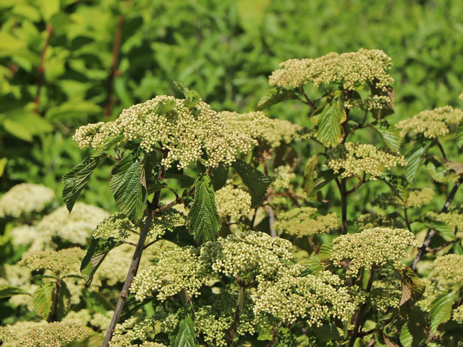 Breitdoldiger Schneeball 'Sealing Wax' - Viburnum dilatatum 'Sealing Wax'