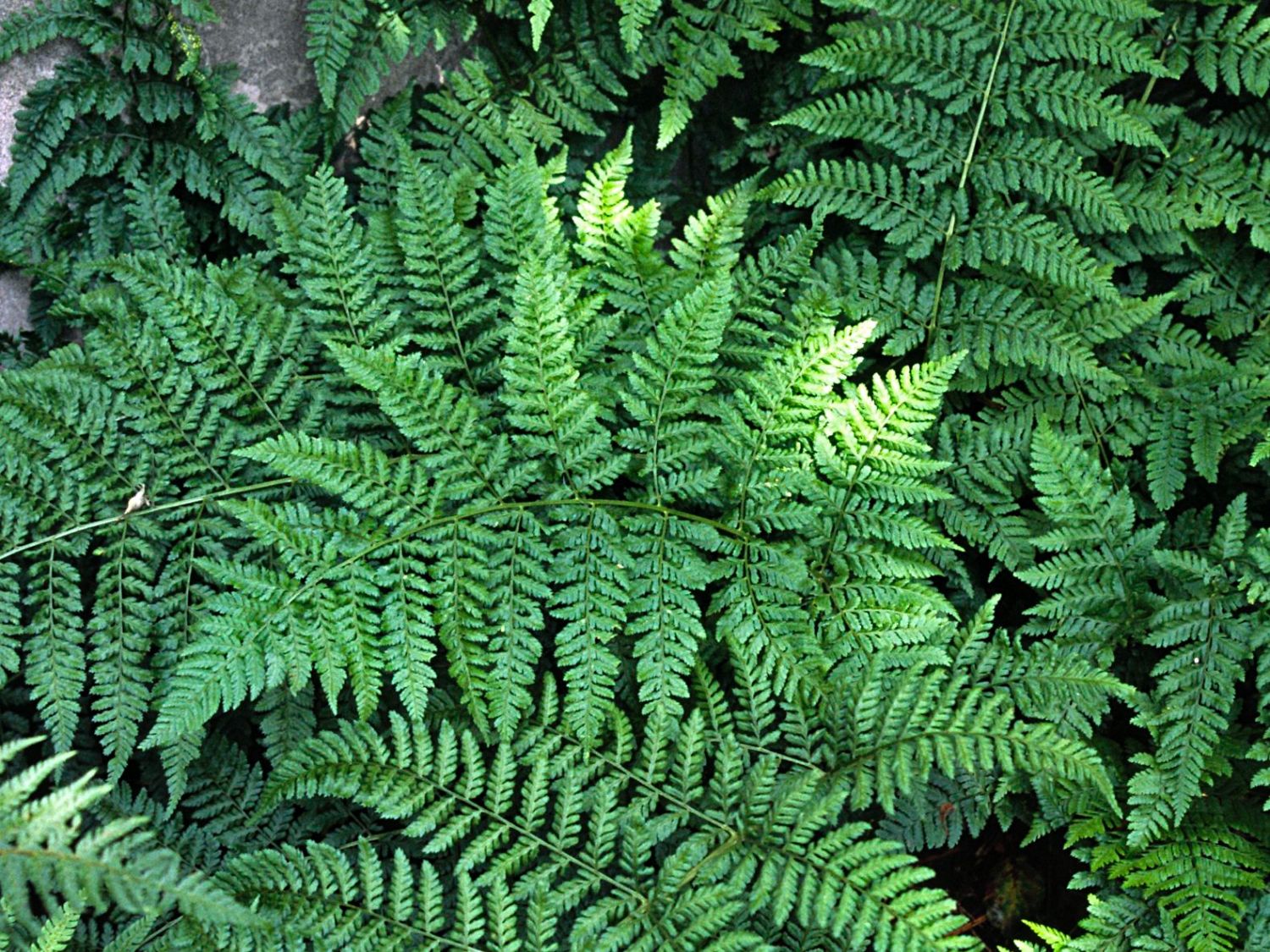 Wurmfarngewächse (Dryopteridaceae)