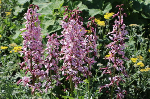 Brennender Busch / Diptam - Dictamnus albus var. albus