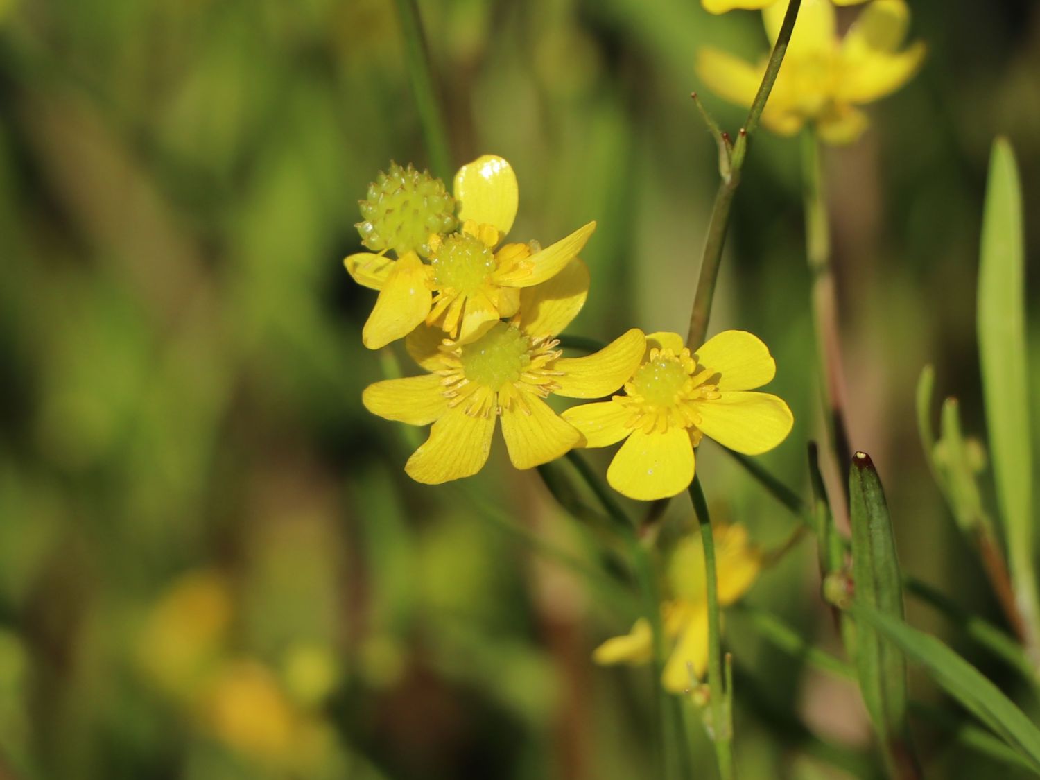 Brennender Hahnenfuß (Ranunculus flammula) für Deinen Garten!