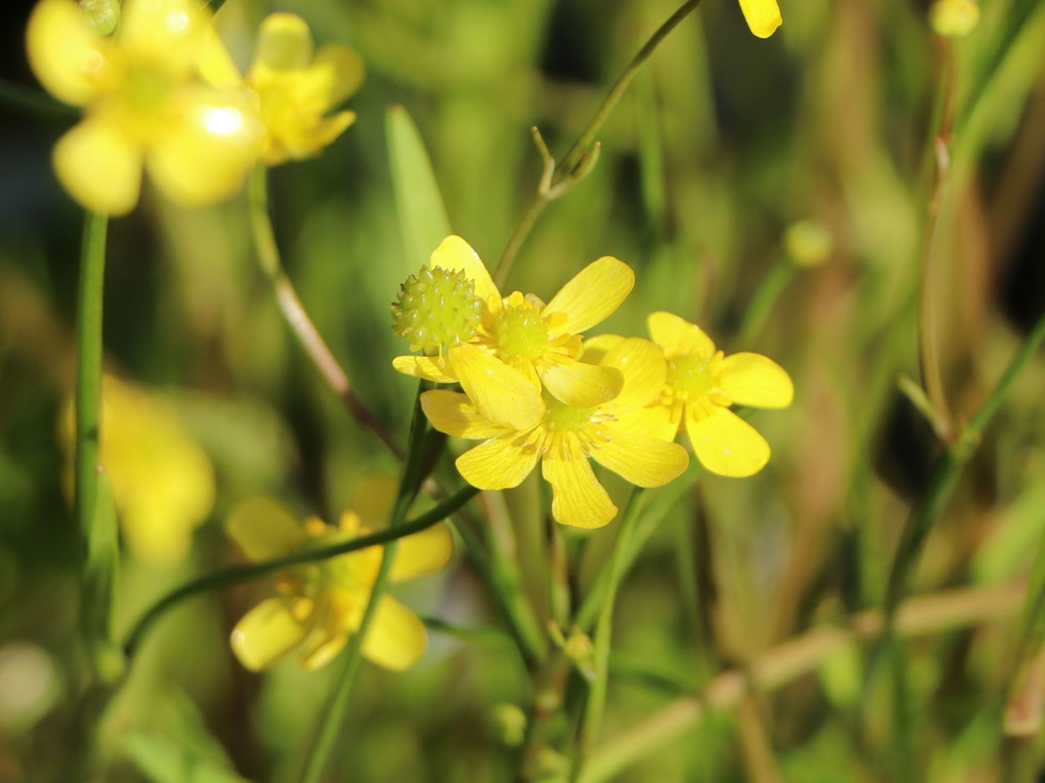 Brennender Hahnenfuß (Ranunculus flammula) für Deinen Garten!