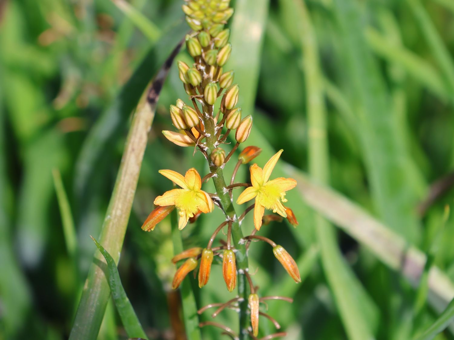 Brenngeleepflanze - Bulbine frutescens
