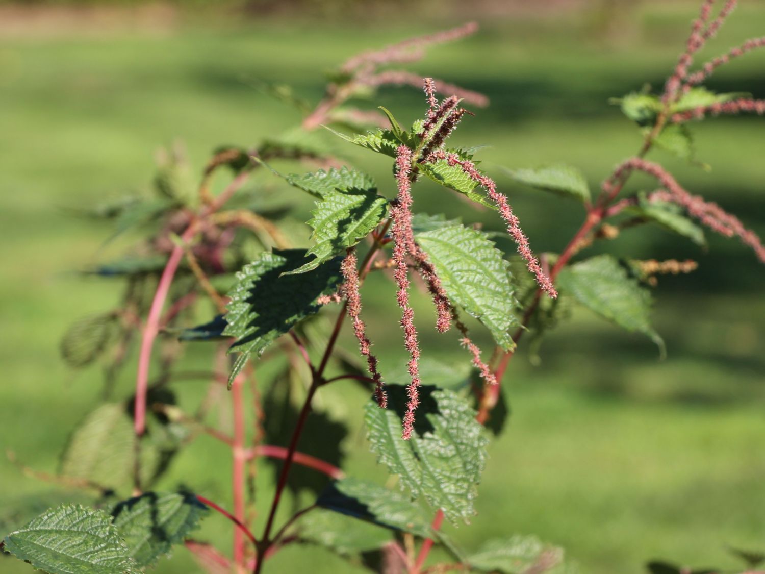 Brennnesselgewächse (Urticaceae)
