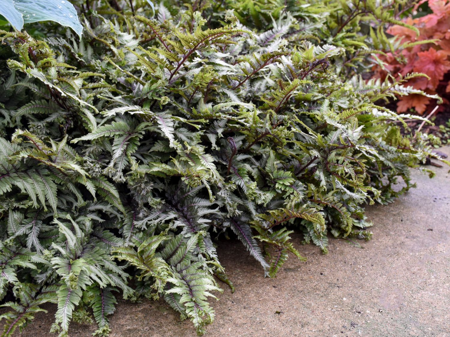 Brokatfarn 'Crested Surf'