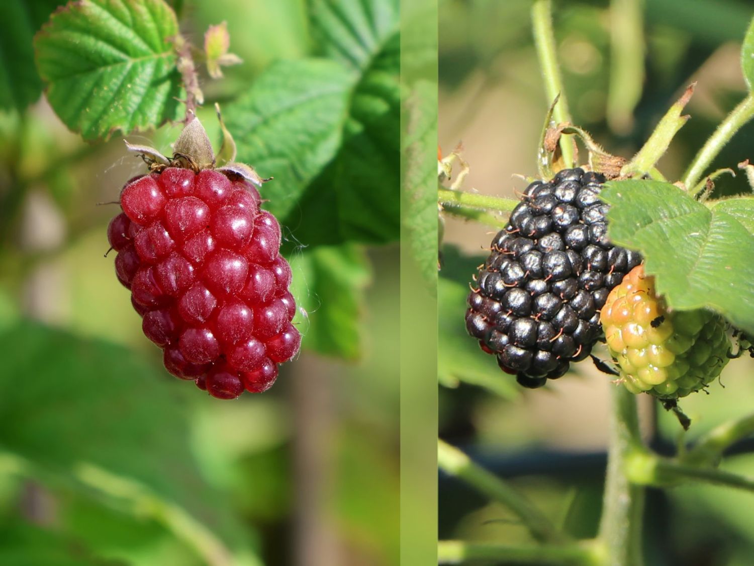 Brombeer-Duo am Spalier 'Tayberry' / 'Thornfree'