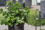 Brombeere BRAZEL BERRY ® 'BABY CAKES' ® - Rubus fruticosus BRAZEL BERRY ® 'BABY CAKES' ®
