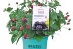 Brombeere BRAZEL BERRY ® 'BABY CAKES' ® - Rubus fruticosus BRAZEL BERRY ® 'BABY CAKES' ®