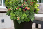 Brombeere BRAZEL BERRY ® 'BABY CAKES' ® - Rubus fruticosus BRAZEL BERRY ® 'BABY CAKES' ®