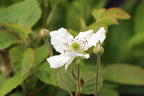 Brombeere BRAZEL BERRY ® 'BABY CAKES' ® - Rubus fruticosus BRAZEL BERRY ® 'BABY CAKES' ®