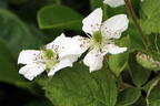 Brombeere BRAZEL BERRY ® 'BABY CAKES' ® - Rubus fruticosus BRAZEL BERRY ® 'BABY CAKES' ®