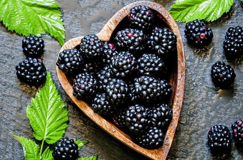 Brombeere 'Chester Thornless' - Rubus fruticosus 'Chester Thornless'