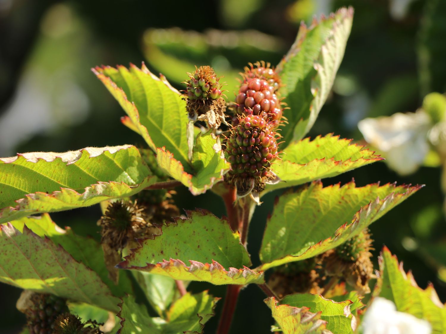 Brombeere Direttissima ® 'Montblanc ®'