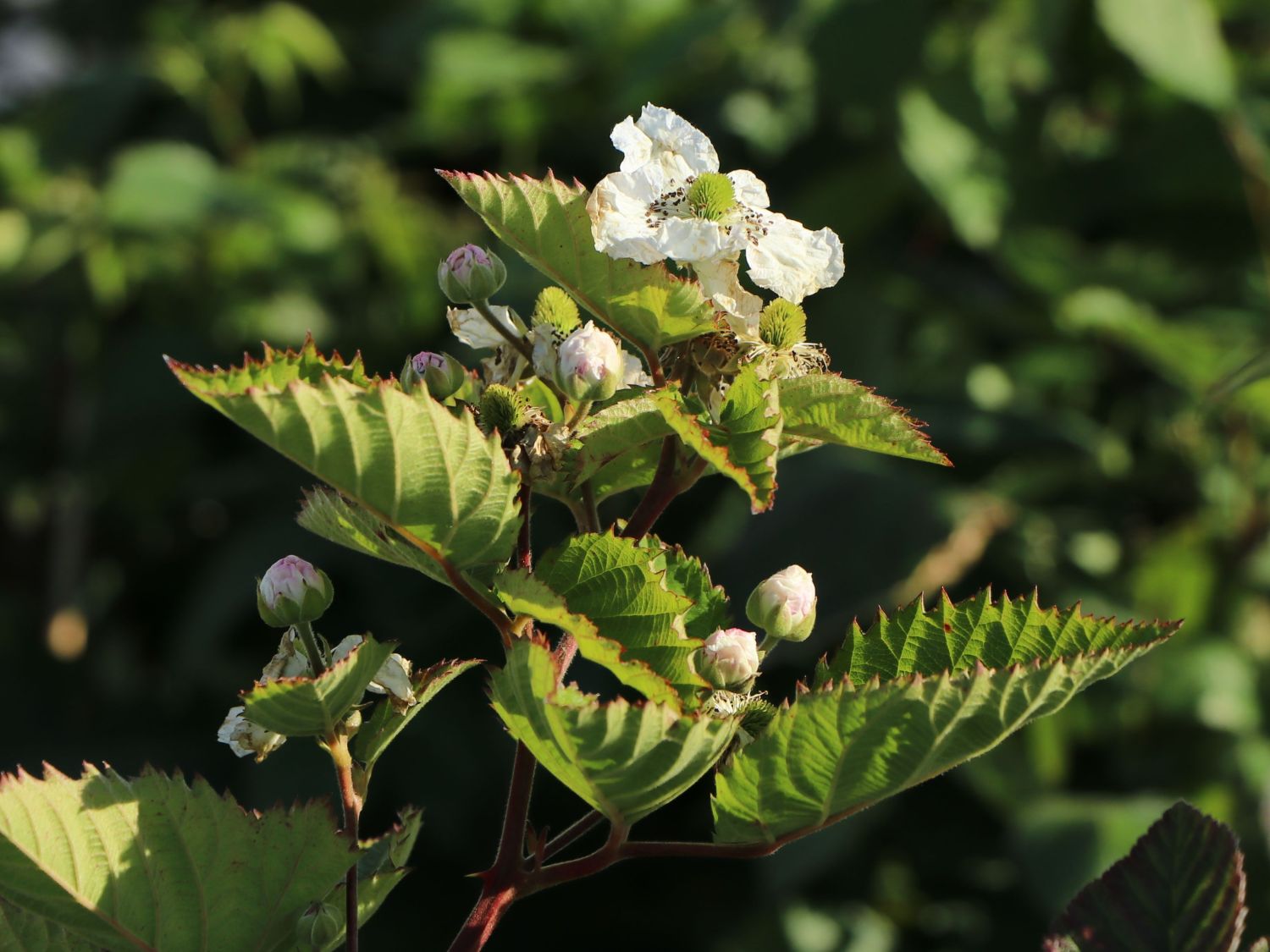Brombeere Direttissima ® 'Montblanc ®' - Rubus fruticosus Direttissima ® 'Montblanc ®'