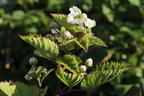 Brombeere Direttissima ® 'Montblanc ®' - Rubus fruticosus Direttissima ® 'Montblanc ®'