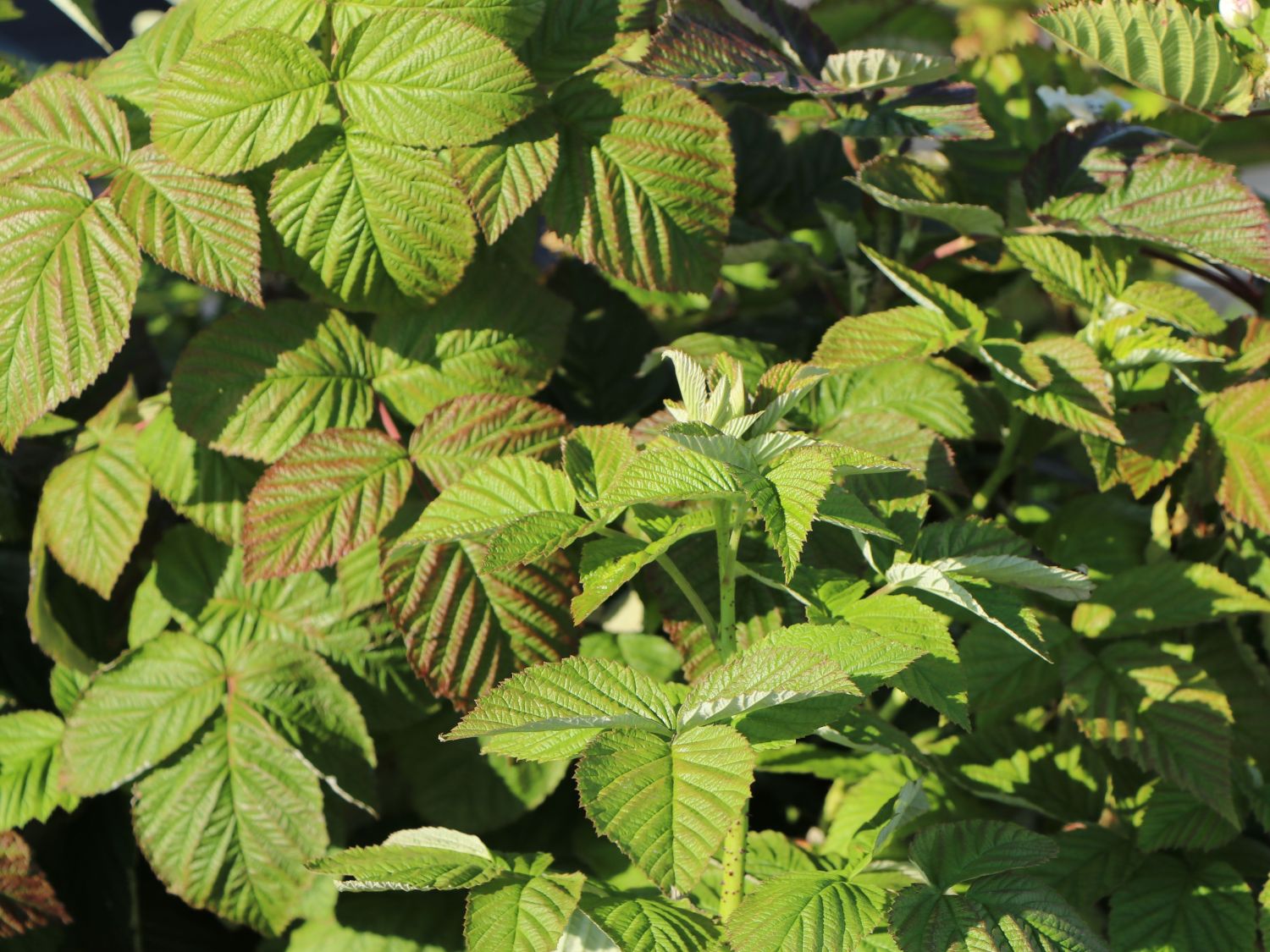 Brombeere Direttissima ® 'Montblanc ®' - Rubus fruticosus Direttissima ® 'Montblanc ®'