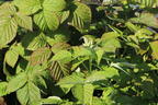 Brombeere Direttissima ® 'Montblanc ®' - Rubus fruticosus Direttissima ® 'Montblanc ®'