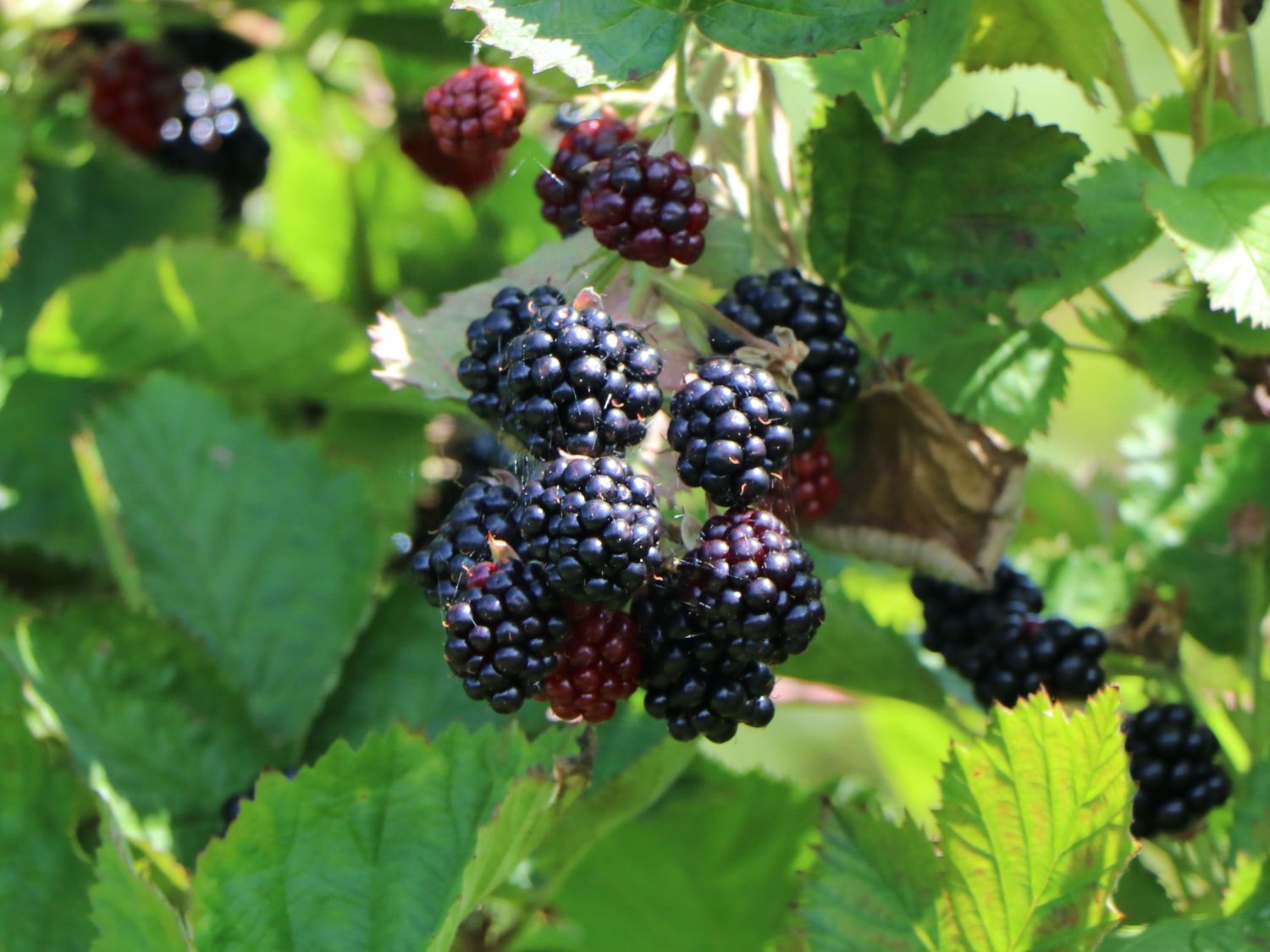 Brombeere Direttissima ® 'Montblanc ®' - Rubus fruticosus Direttissima ® 'Montblanc ®'