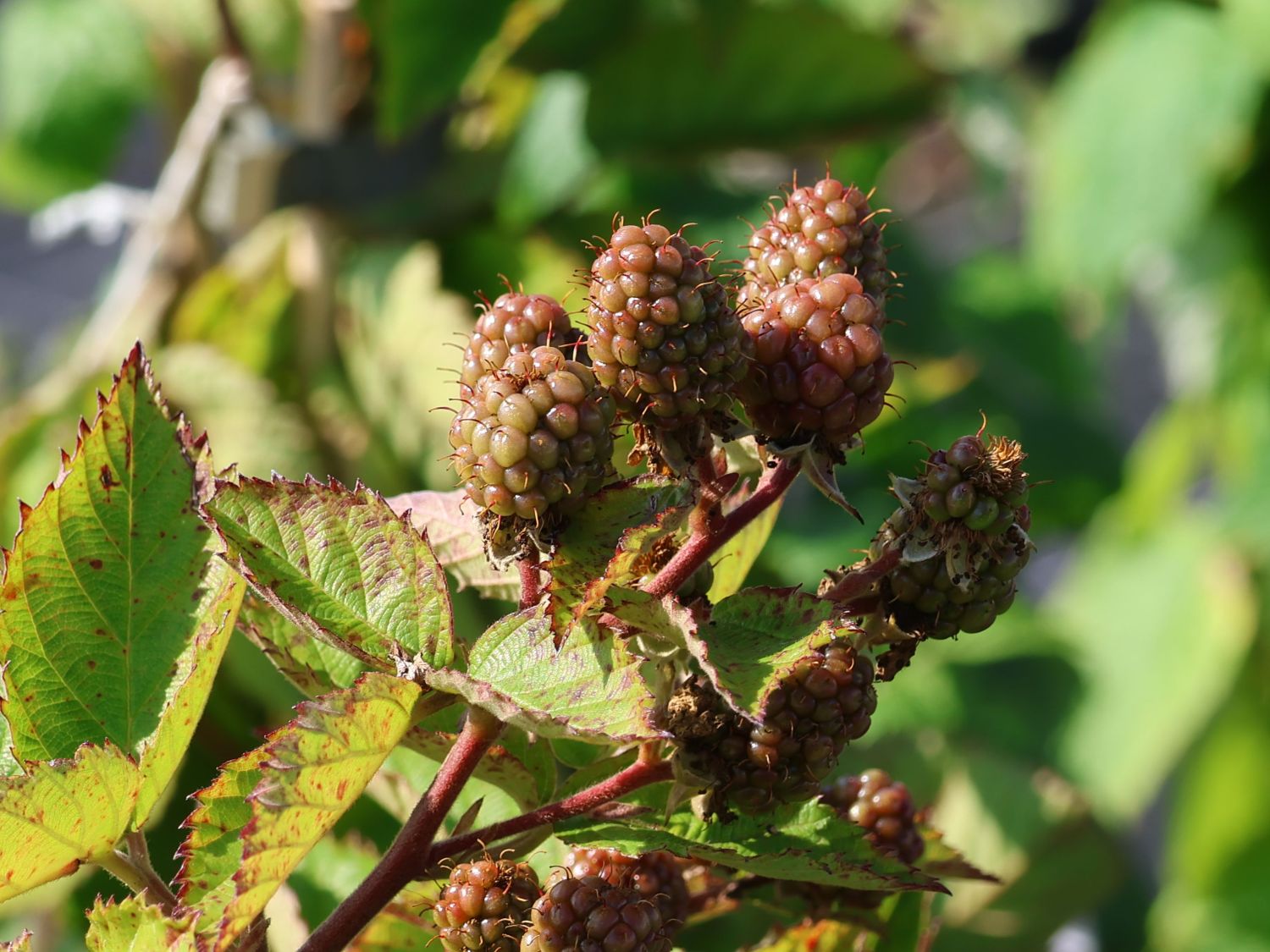 Brombeere Direttissima ® 'Montblanc ®' - Rubus fruticosus Direttissima ® 'Montblanc ®'