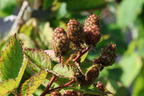 Brombeere Direttissima ® 'Montblanc ®' - Rubus fruticosus Direttissima ® 'Montblanc ®'