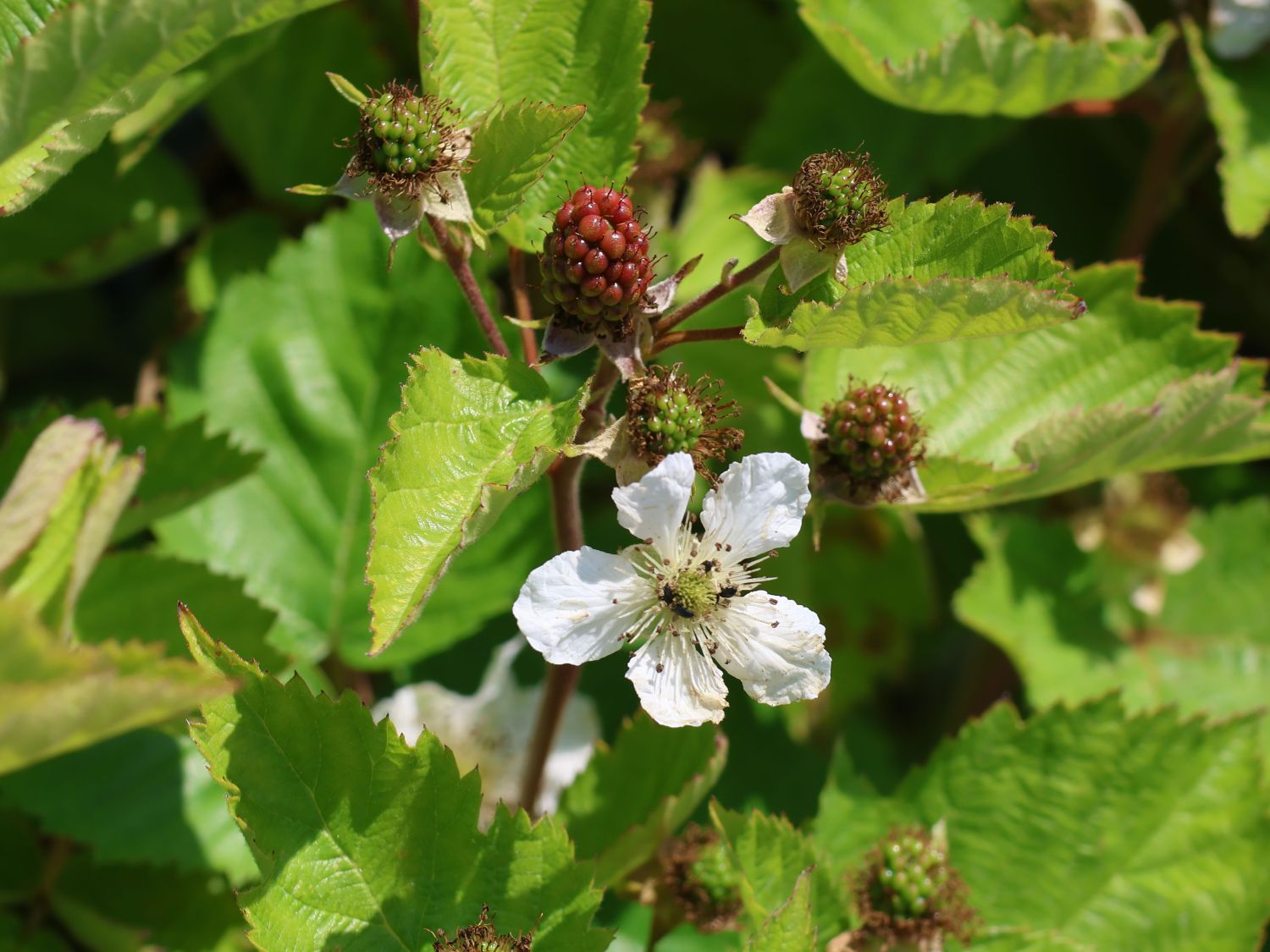 Brombeere 'Dirksen Thornless' - Rubus fruticosus 'Dirksen Thornless'