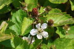 Brombeere 'Dirksen Thornless' - Rubus fruticosus 'Dirksen Thornless'