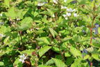 Brombeere 'Dirksen Thornless' - Rubus fruticosus 'Dirksen Thornless'