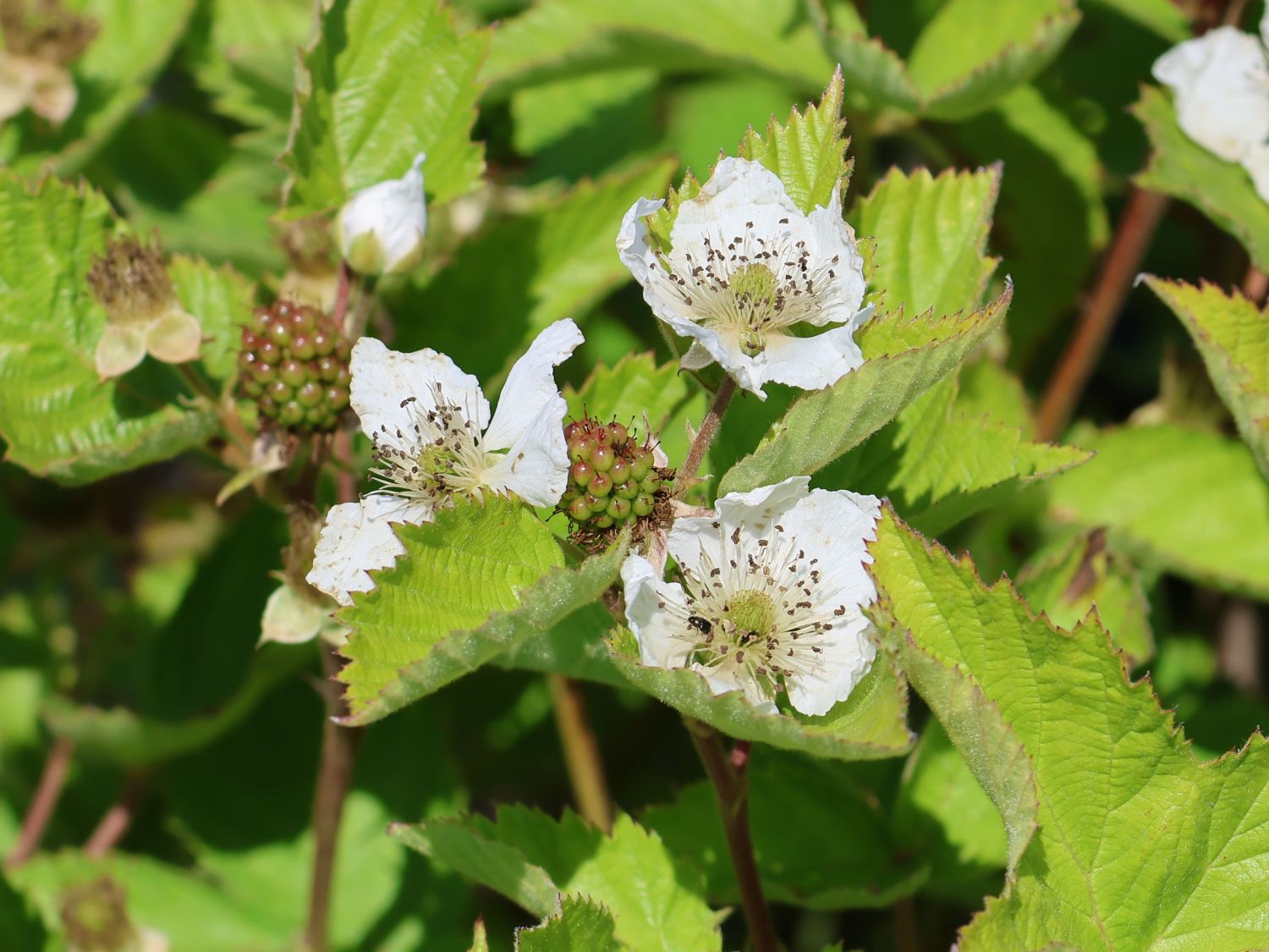 Brombeere 'Dirksen Thornless' - Rubus fruticosus 'Dirksen Thornless'