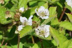 Brombeere 'Dirksen Thornless' - Rubus fruticosus 'Dirksen Thornless'