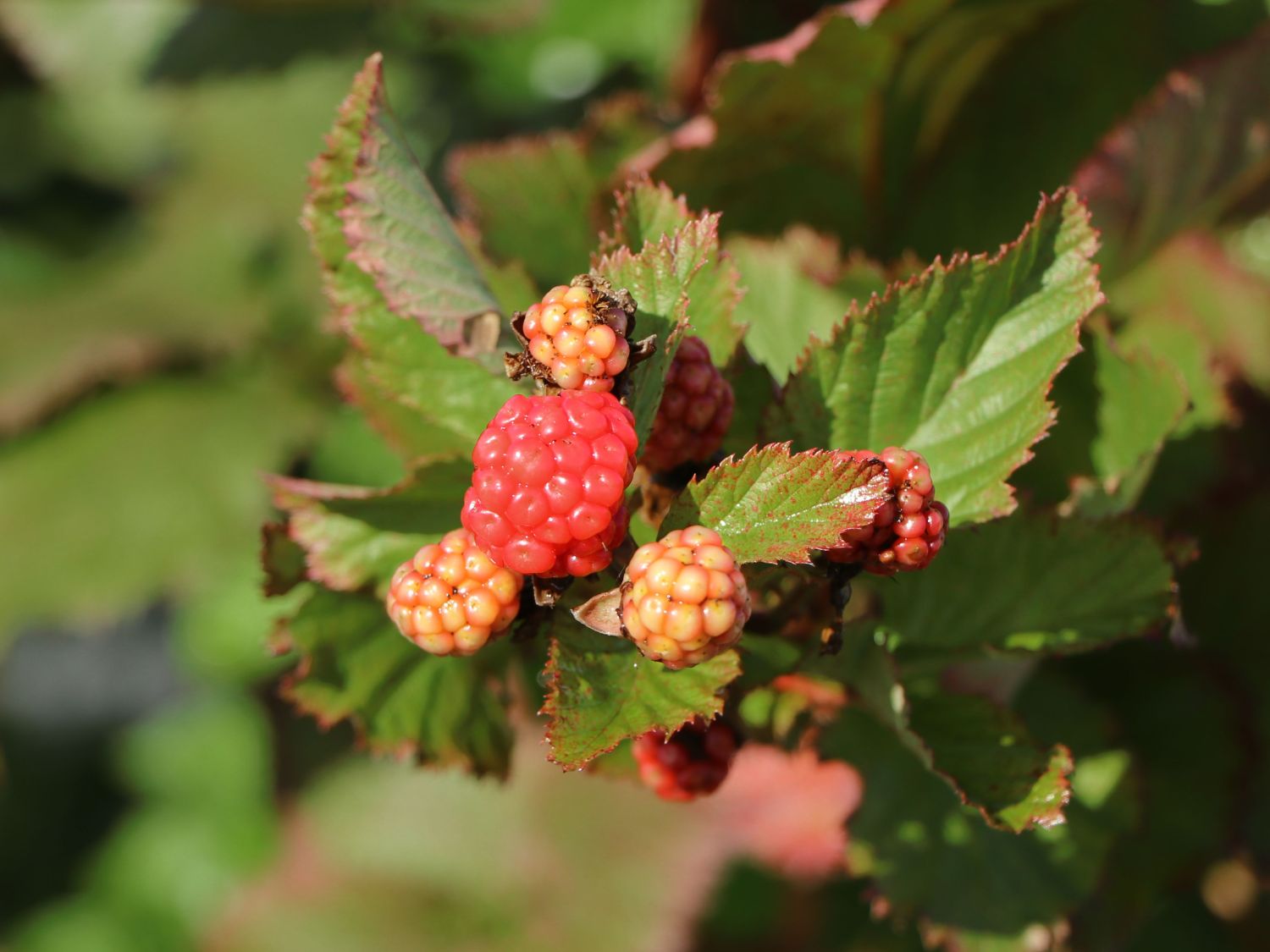 Brombeere 'Dorman Red' - Rubus fruticosus 'Dorman Red'