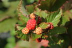 Brombeere 'Dorman Red' - Rubus fruticosus 'Dorman Red'