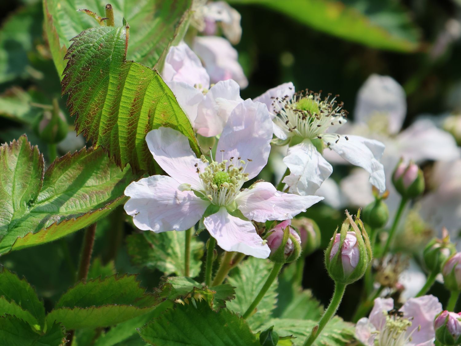 Brombeere 'Loch Ness' - Rubus fruticosus 'Loch Ness'