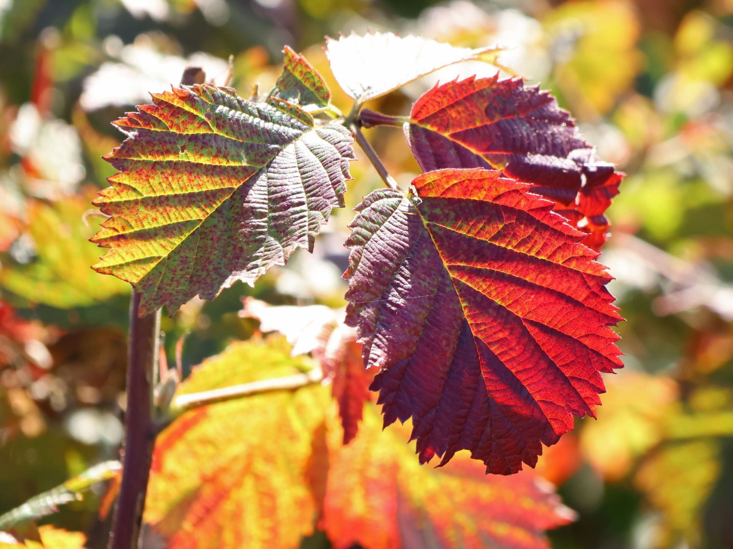Brombeere 'Loch Ness' - Rubus fruticosus 'Loch Ness'