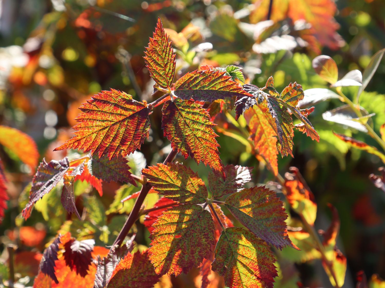 Brombeere 'Loch Ness' - Rubus fruticosus 'Loch Ness'