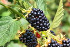 Brombeere 'Loch Ness' - Rubus fruticosus 'Loch Ness'