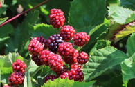 Brombeere Lowberry ® 'Little Black Prince' ®