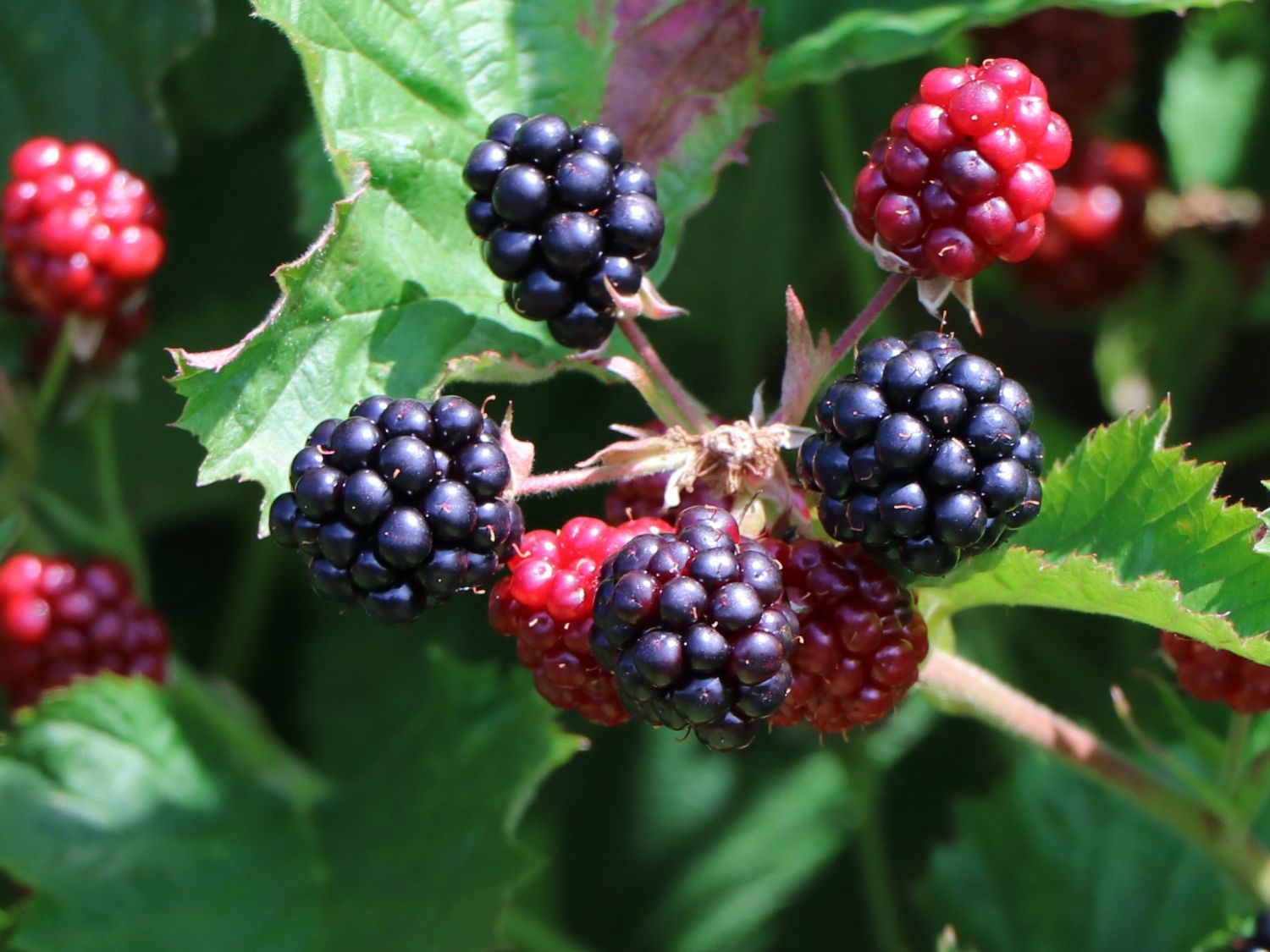 Brombeere 'Lucky Berry' ®