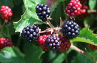 Brombeere 'Lucky Berry' ®
