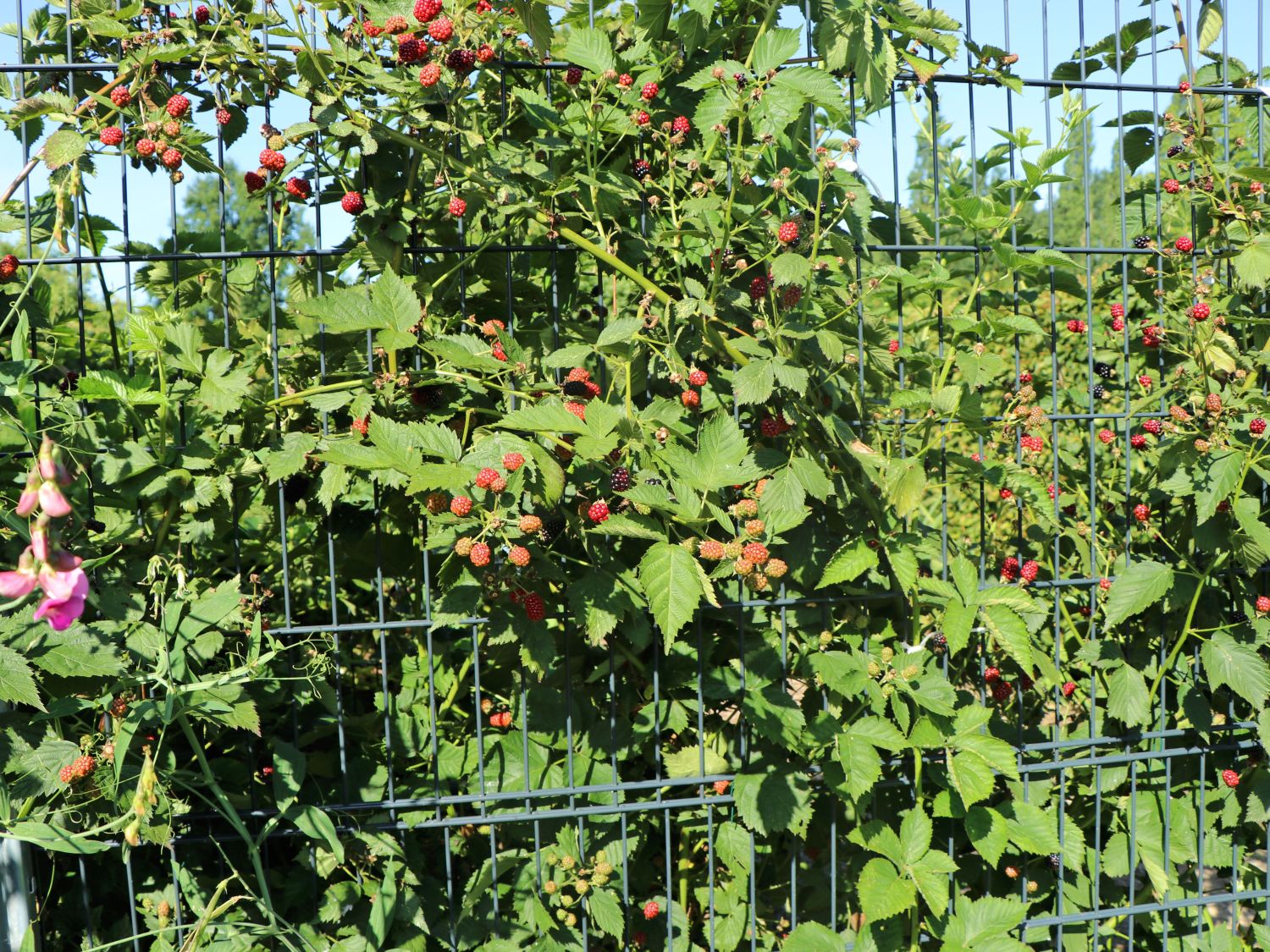 Brombeere 'Navaho' ® Rubus fruticosus 'Navaho' ® Baumschule Horstmann