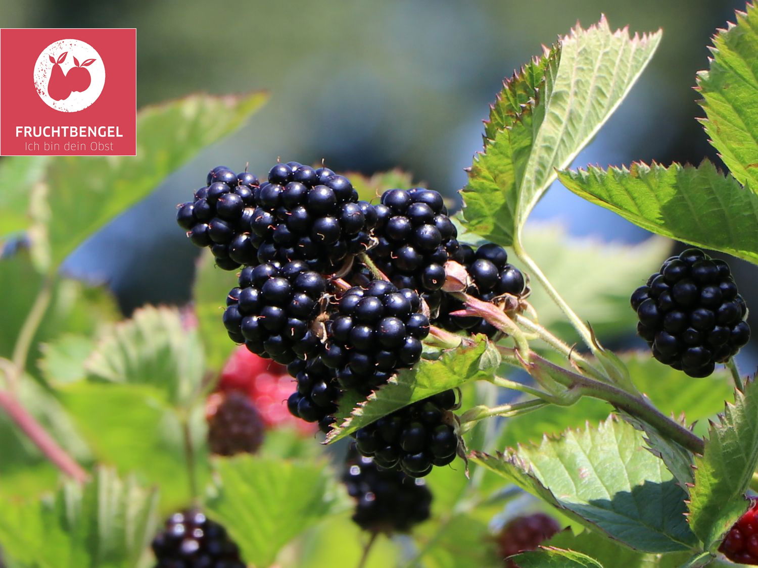Brombeere &amp;#39;Navaho&amp;#39; ® Fruchtbengel ® - Rubus fruticosus &amp;#39;Navaho ...