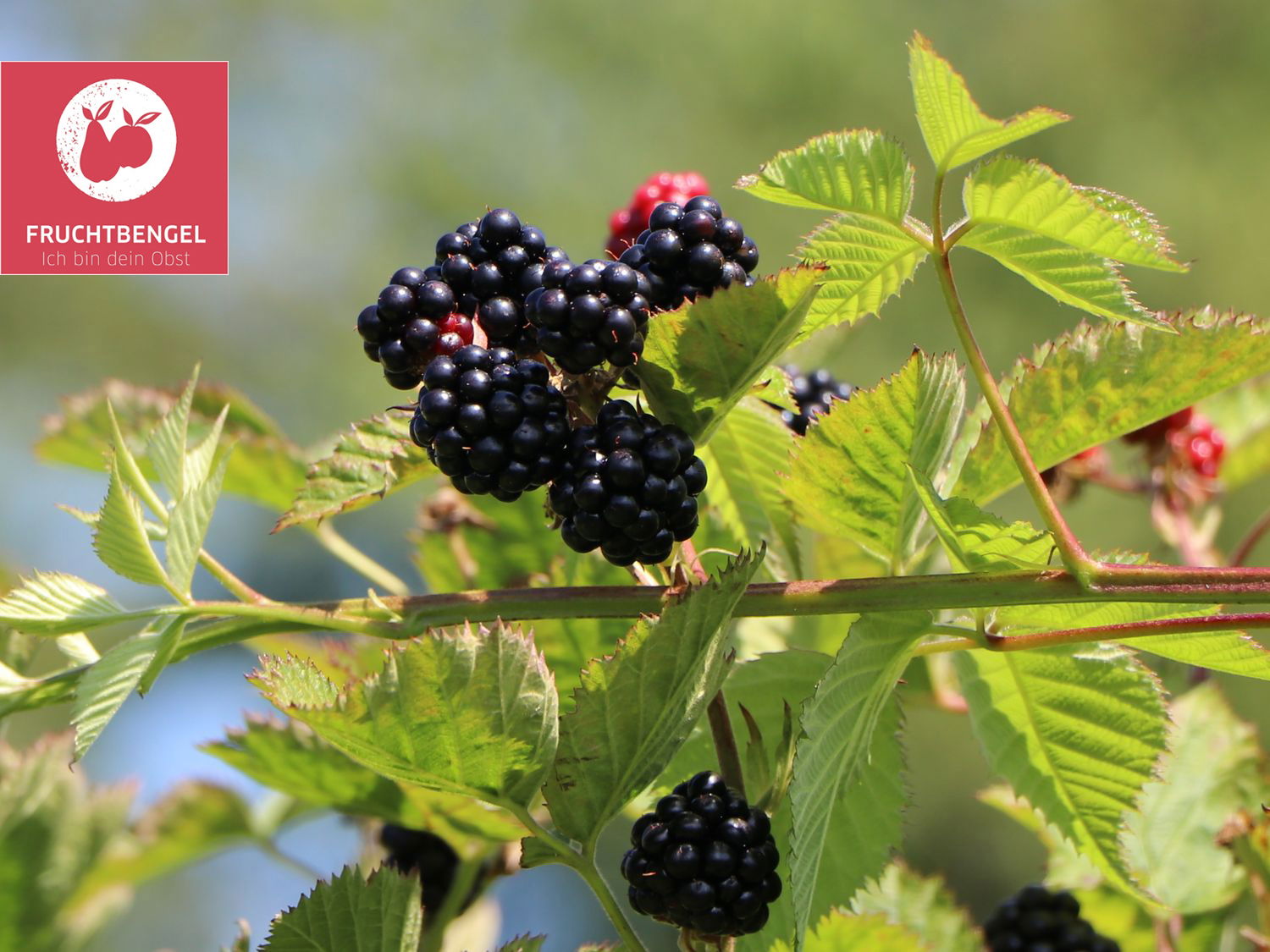Brombeere 'Navaho ® Summerlong' Fruchtbengel ® Rubus fruticosus