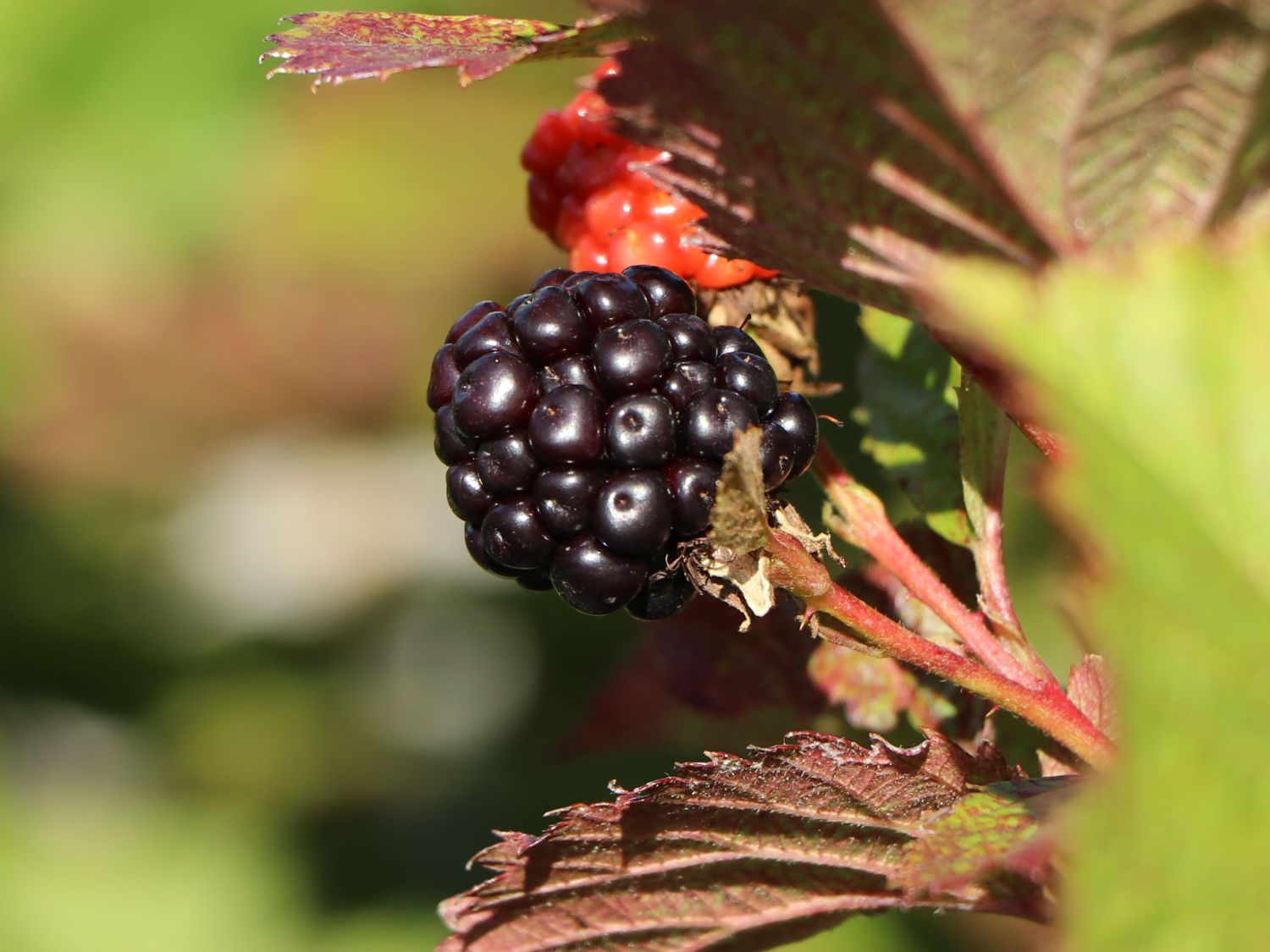 Brombeere 'Primocane Reuben' ® - Rubus fruticosus 'Primocane Reuben' ®