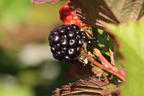 Brombeere 'Primocane Reuben' ® - Rubus fruticosus 'Primocane Reuben' ®