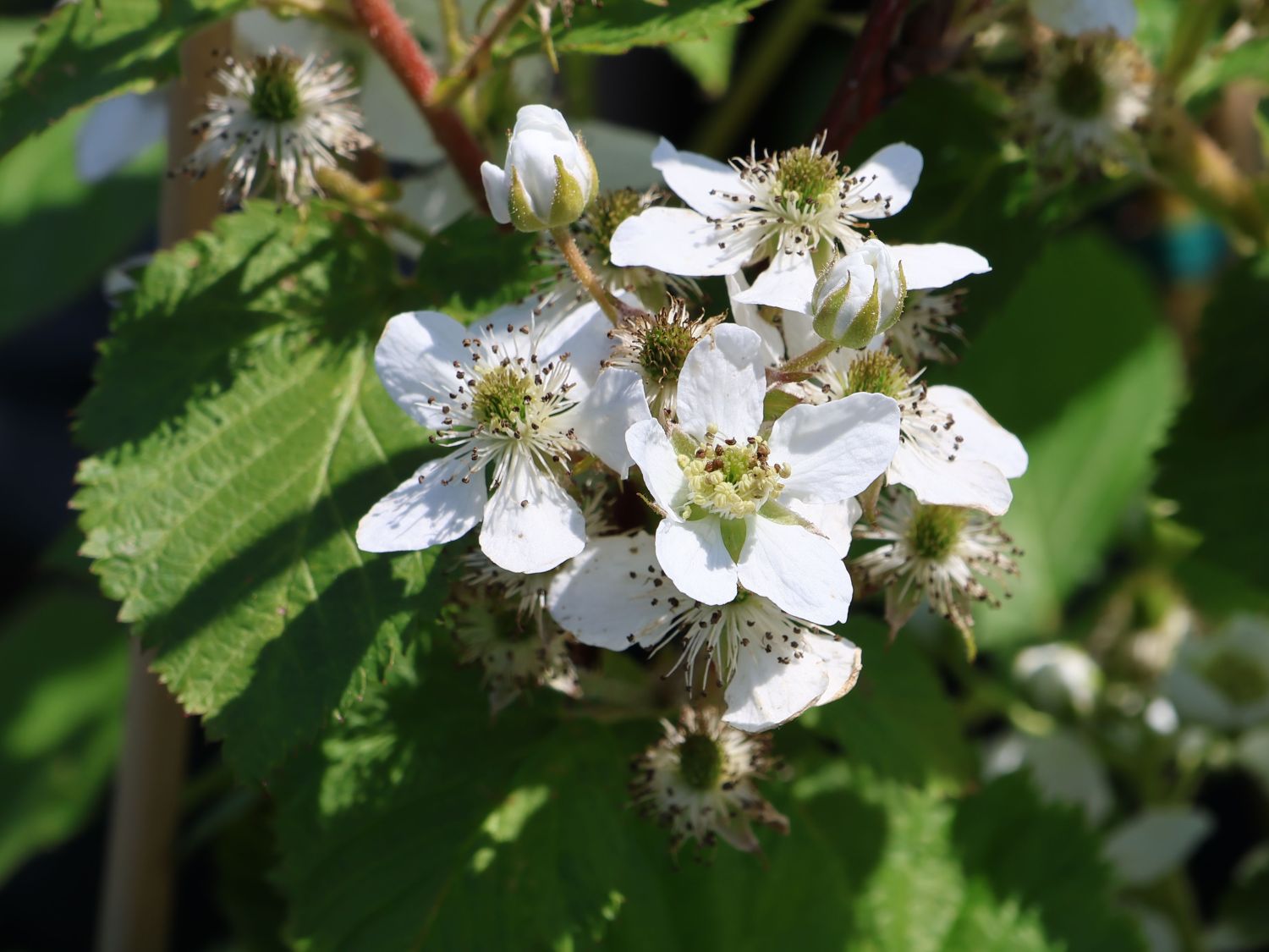 Brombeere 'Primocane Reuben' ® - Rubus fruticosus 'Primocane Reuben' ®