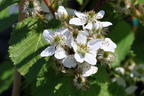 Brombeere 'Primocane Reuben' ® - Rubus fruticosus 'Primocane Reuben' ®