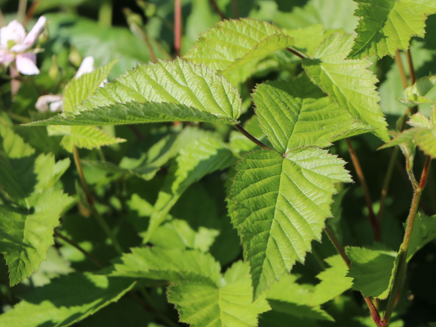Brombeere 'Thornfree' - Rubus fruticosus 'Thornfree'