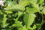 Brombeere 'Thornfree' - Rubus fruticosus 'Thornfree'