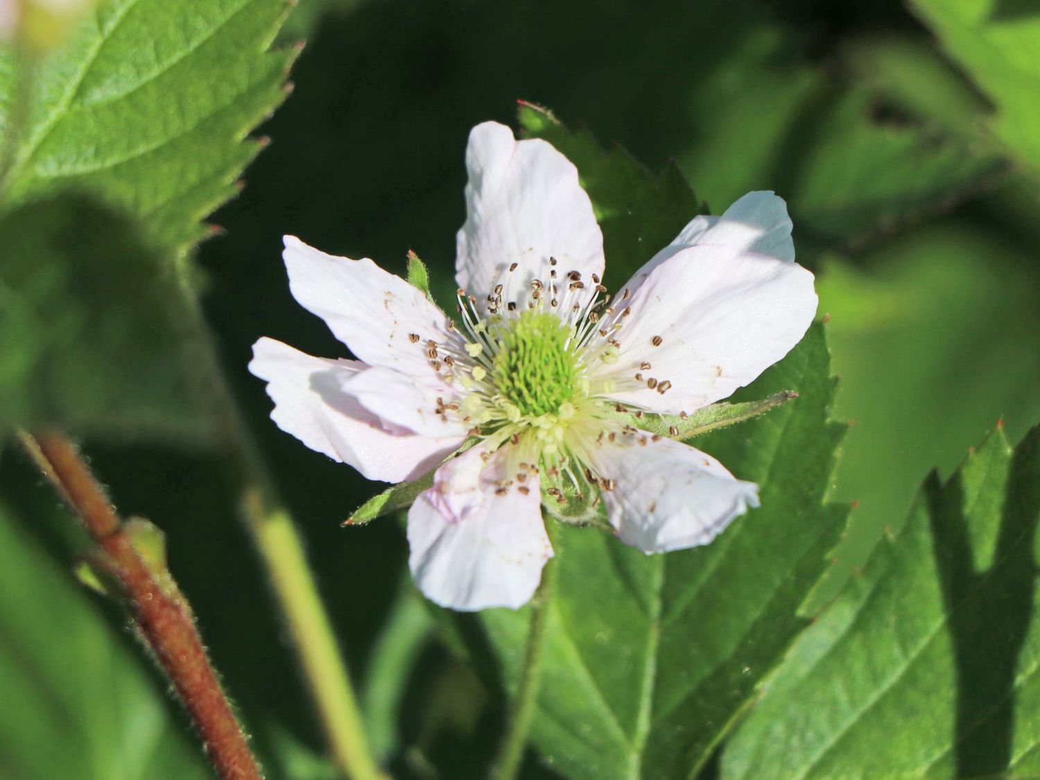 Brombeere 'Thornfree' - Rubus fruticosus 'Thornfree'
