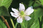 Brombeere 'Thornfree' - Rubus fruticosus 'Thornfree'