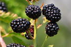 Brombeere 'Thornfree' - Rubus fruticosus 'Thornfree'