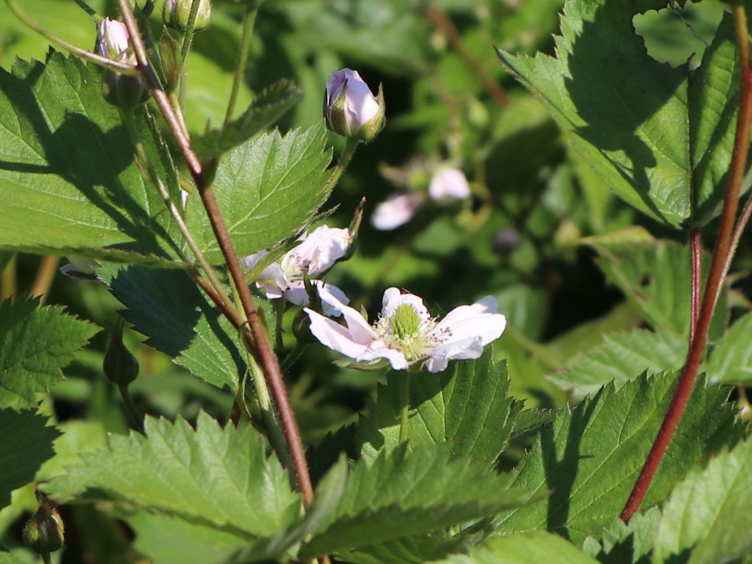 Brombeere 'Thornfree' - Rubus fruticosus 'Thornfree'